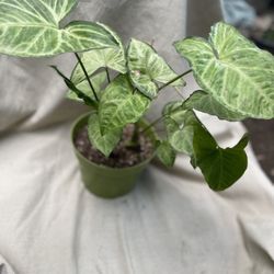 HERMOSAS PLANTAS NATURALES “SINGONIA PLANT 