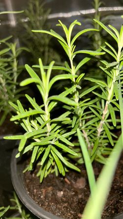 Rosemary 1gal