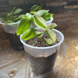 Tradescantia Fluminensis variegata Houseplants 