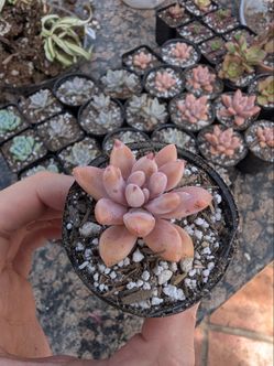 Plants for sale $5 each