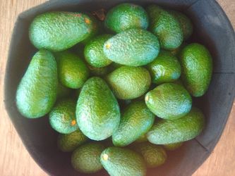 Hass Avacados