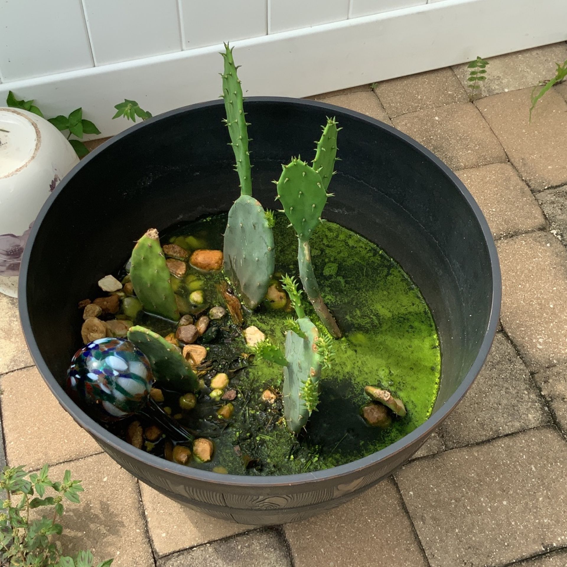 Cactus