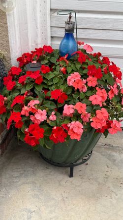 Impatien plant