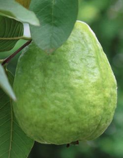 White Guava Tree