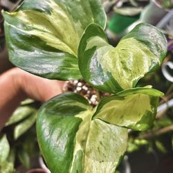 Epipremnum Manjula  Pothos 