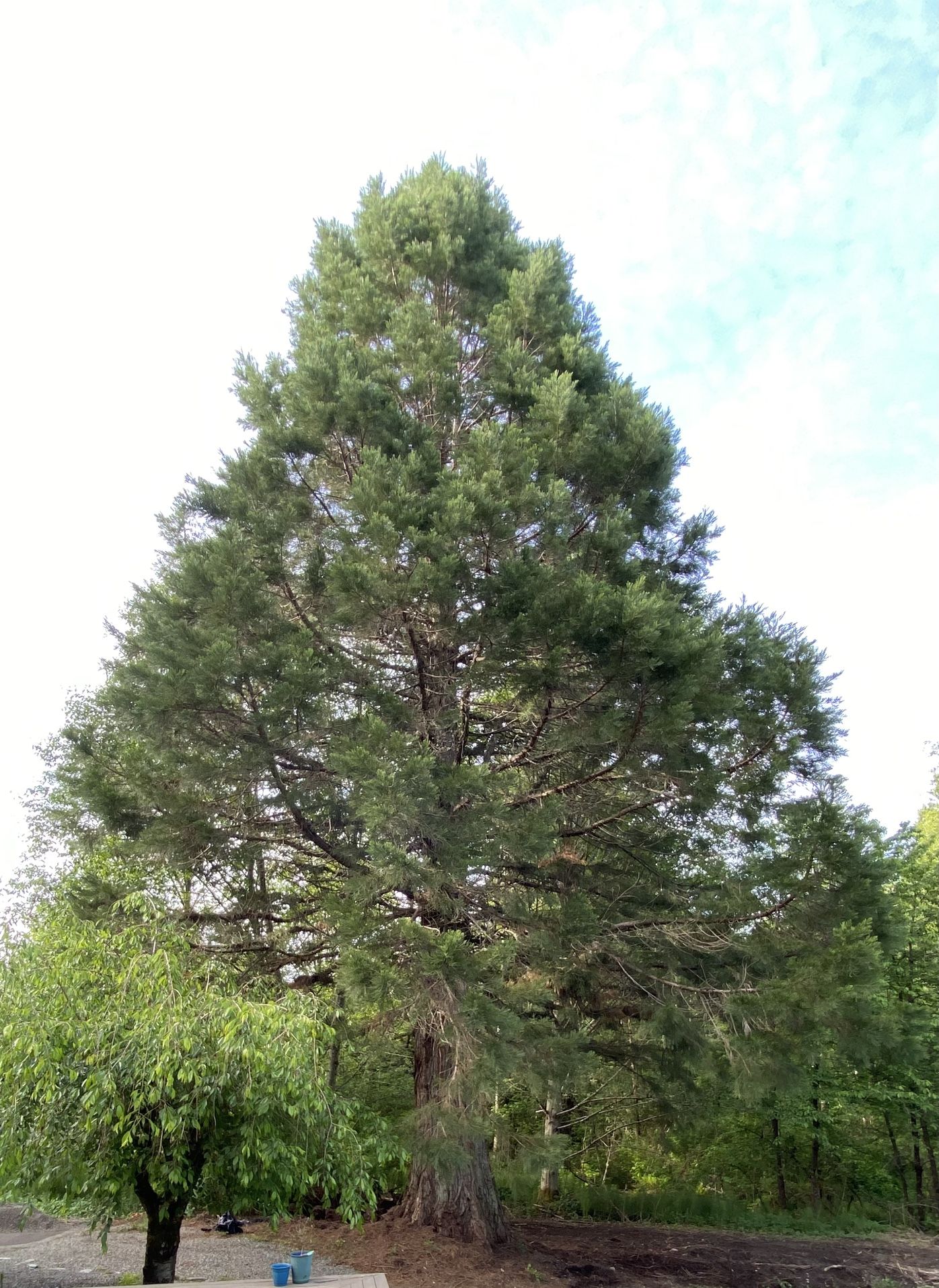 Sequoia Wood