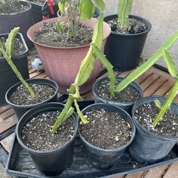 Dragon Fruit