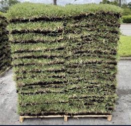 St  Augustine Pallets Of Grass 4 Sale