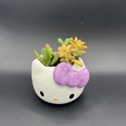 Cute Succulent Arrangements 