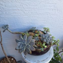 Potted Succulent And Jade