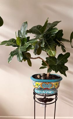 «Large healthy indoor plant in decorative pot
