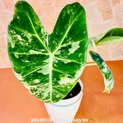 Rare Alocasia Frydek Variegated – Established 4” Plant 🌿