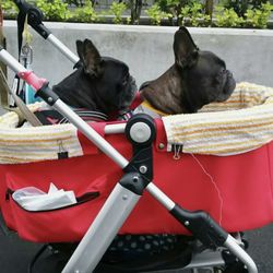 Dog Stroller 