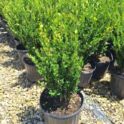 Wintergreen Boxwood (3 Gal)
