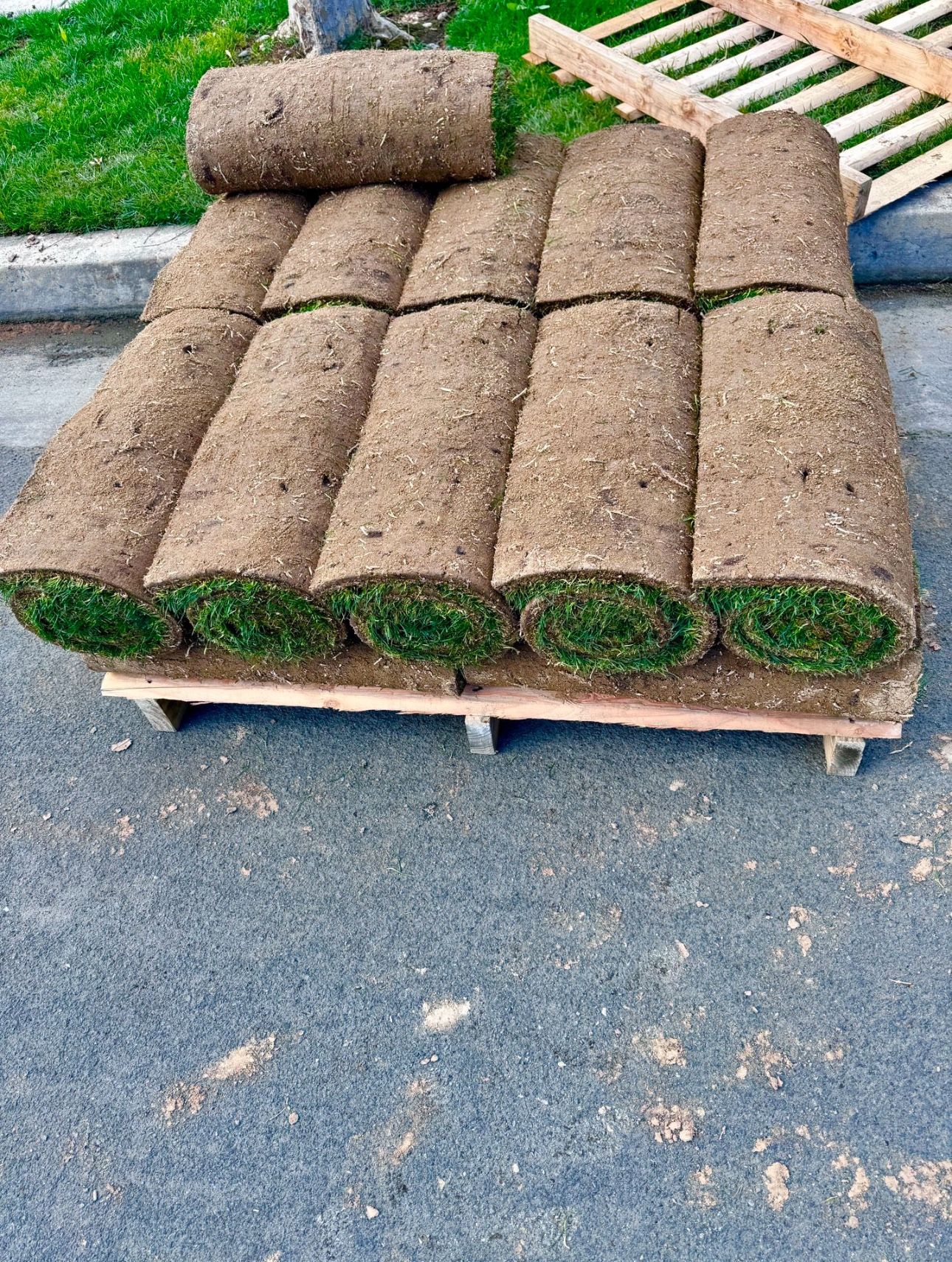 Fresh SOD ( Rolls Of Grass)