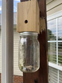 Carpenter Bee traps