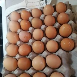 Eggs 