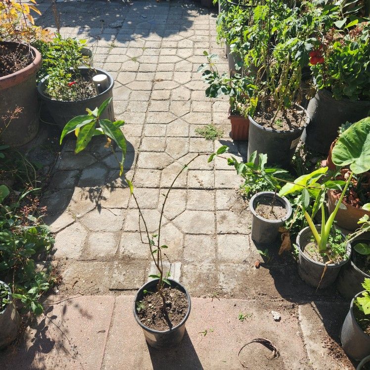 Pink Cherry Blossom Tree Pot💓  