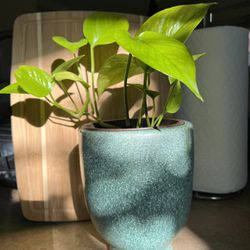 Rare Neon Pothos In Ceramic Pot 