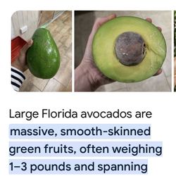 Avocado Trees (Large Florida Avocado 🥑 