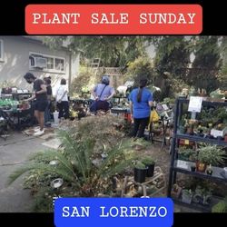 SUCCULENT SALE TODAY FROM 1PM TO 5PM IN SAN LORENZO. TODAY