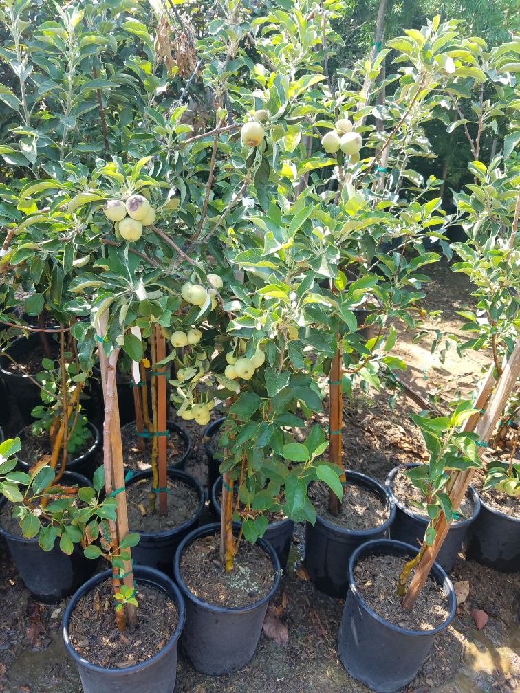 **GRAFTED- FRUITING AGE- GRAPE- BERRY- AND FRUIT TREES- 5G