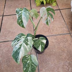 Monstera 'White tiger '