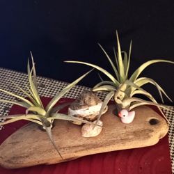 Driftwood Air Plants 