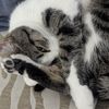 PJ12