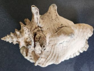 Large Conch Shell