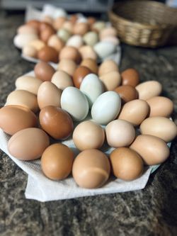 Fresh Chicken Eggs 
