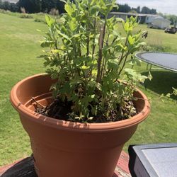 Planta De Jardín 