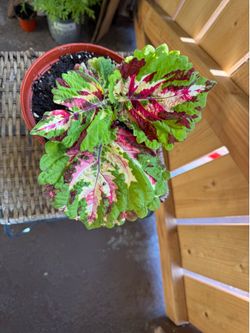 Kong mosaic coleus plant (#2)