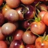 Extremely Rare Organic Indigo Cream  Berries Tomato Plants! 2026 SEASON EARLY RELEASE!