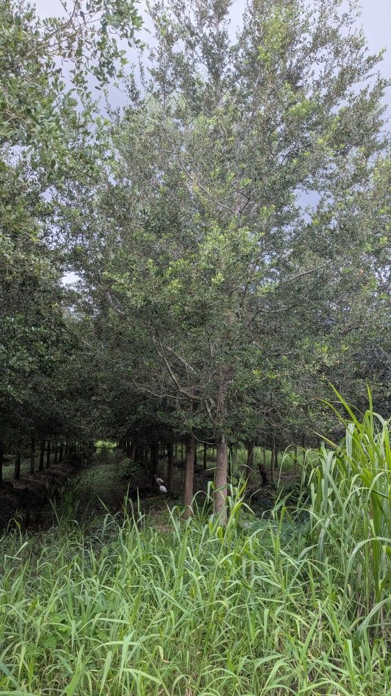 Oak Tree Live oak