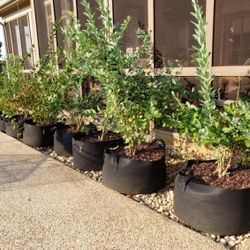 Grow Plants Even in Winter! Premium Grow Bags, Heavy Duty, In/Outdoor, Multifunctional!