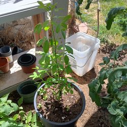 Beautifull Chipilin Plant