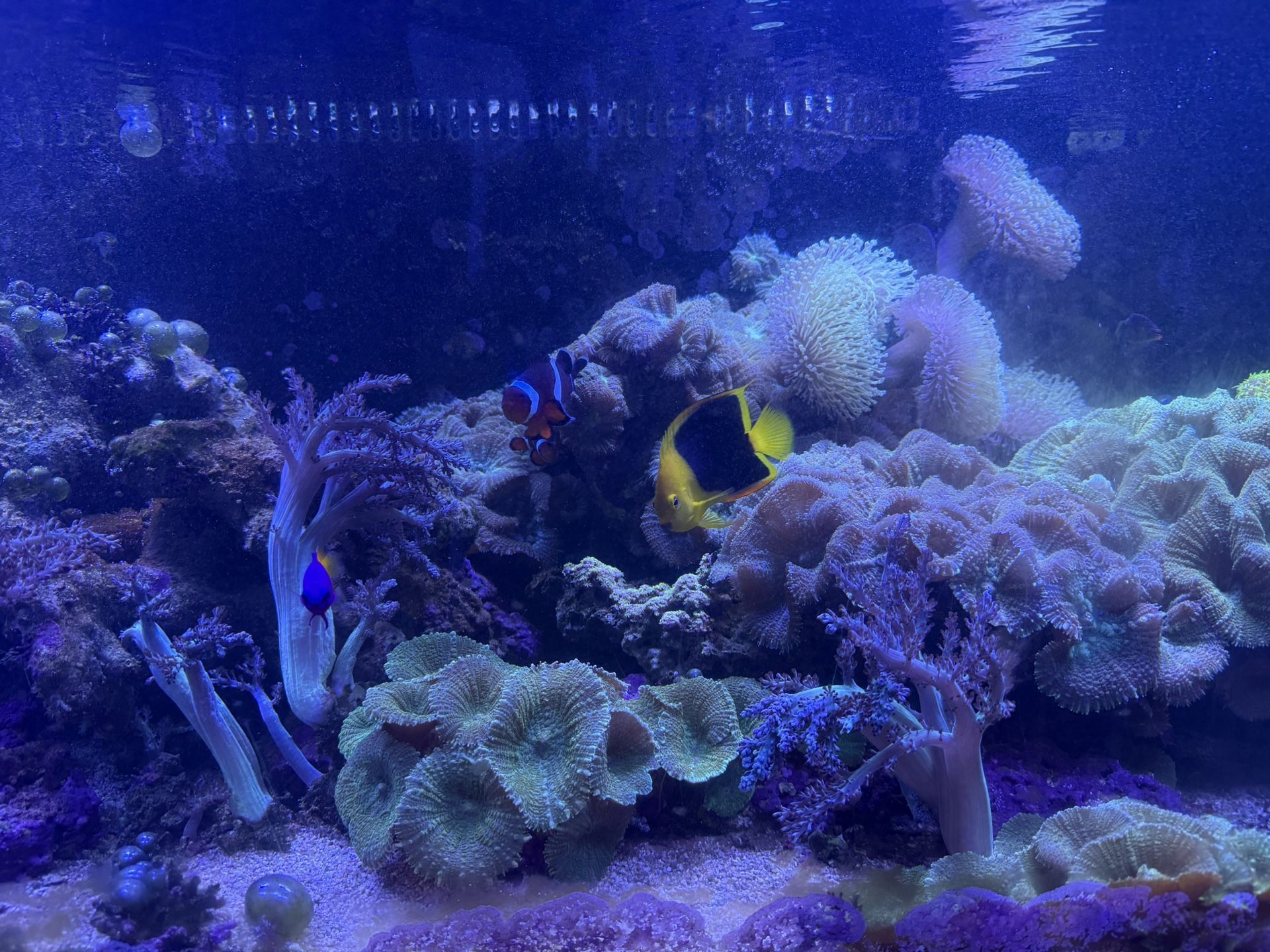Custom Made Tank