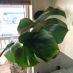 Monstera Cuttings Rooted And Ready Togo 