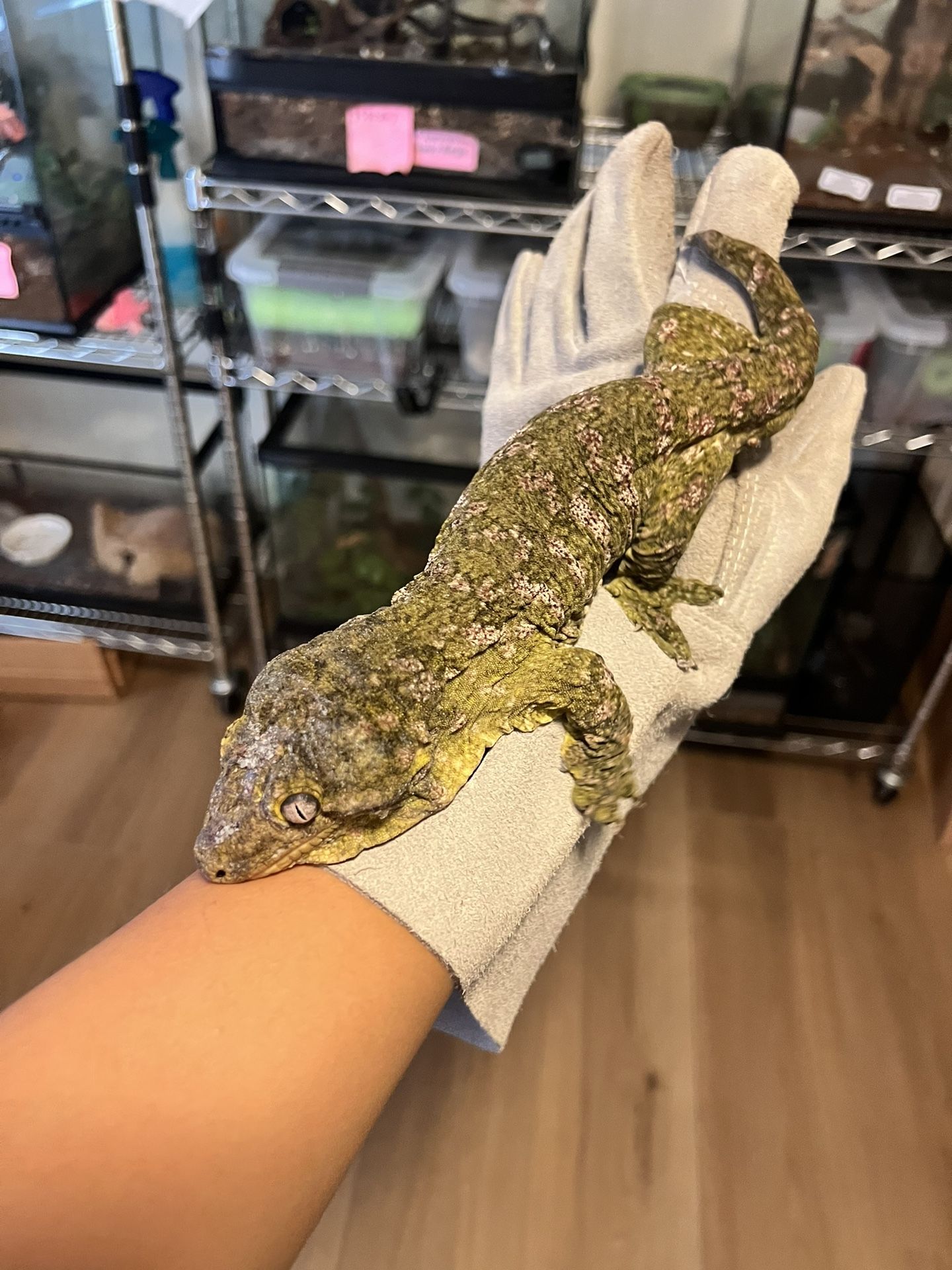 Large Collection Of Reptiles