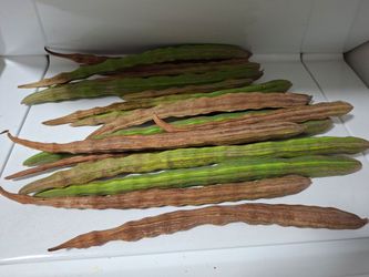Moringa seeds