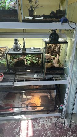 Set Up Terrariums