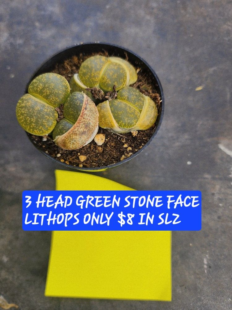SUCCULENT SALE THIS SUNDAY IN SAN LORENZO