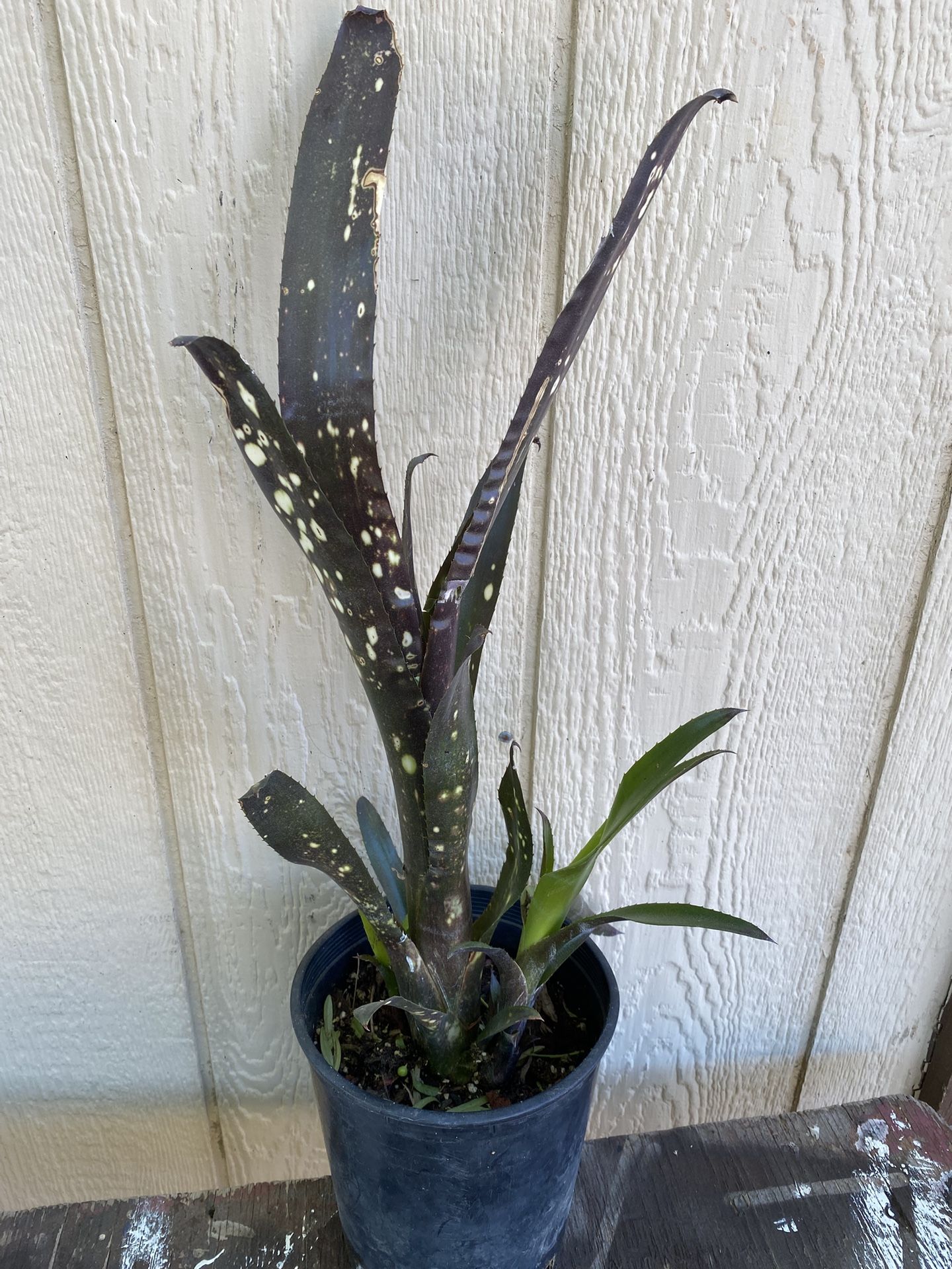 Snake Plant