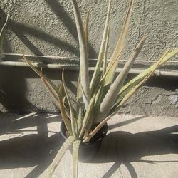 Aloe Vera plant 