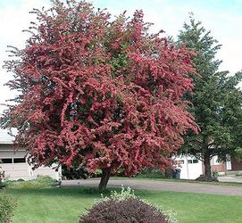Pink Hawthorne trees
