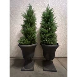 Pair of Potted Cypress Topiaries in Urn Planters