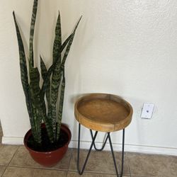 Plant Stand 