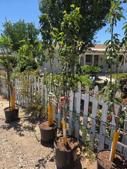 $195 Asian Pear multiple grafted tree 3 in 1 🌿