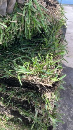 Fresh St. Augustine Sod – $1.80 Per Piece 🌱